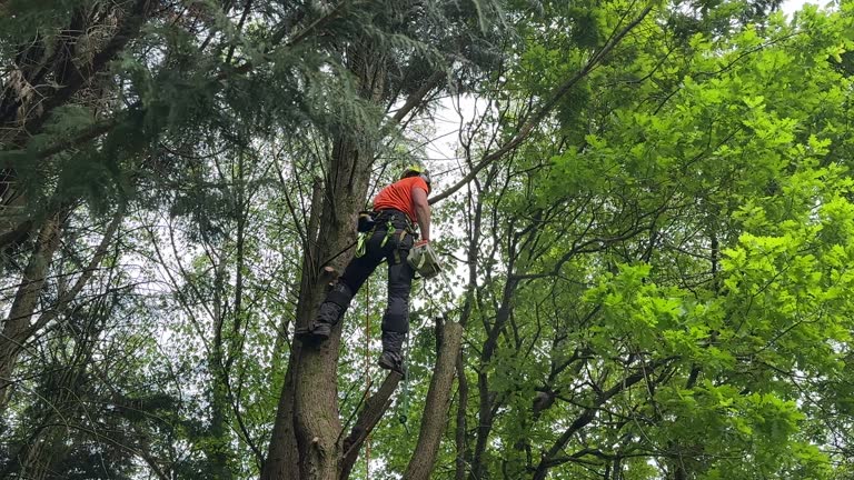 Best Lawn Pest Prevention  in West Little River, FL